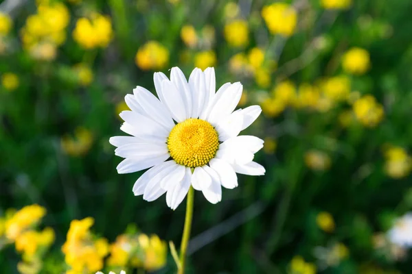 Campo Dasies Selvagens Tomadas Verão Irlanda — Fotografia de Stock