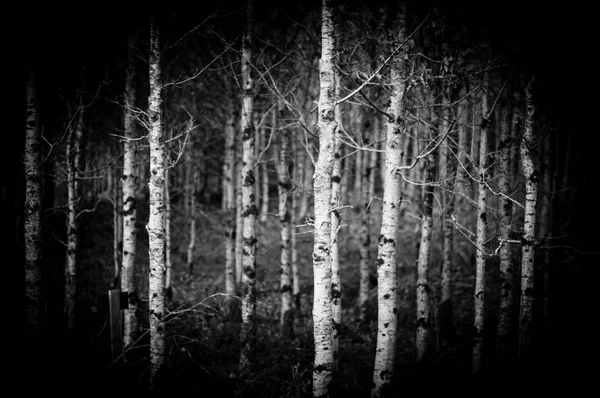 Esta Uma Imagem Monocromática Bosque Troncos Bétula — Fotografia de Stock