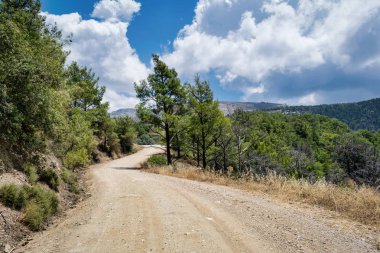 Bu Yunan Adası Rodos uzak ormanın yolda bir resmi vardır