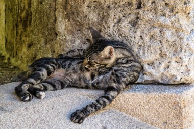 Bir sokak kedisi kendisi Rodos Yunan adada taştan bir duvar üzerinde damat