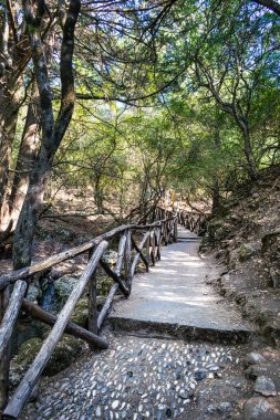 Ağaçların arasından eğrileri gibi bu bir orman ayak yolu bir resmi vardır.