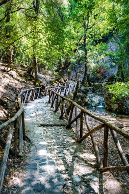Ağaçların arasından eğrileri gibi bu bir orman ayak yolu bir resmi vardır.