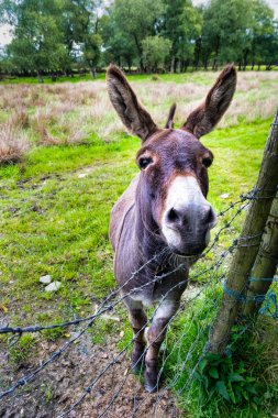 İrlanda bir alanda bir eşek resmini yakından bu