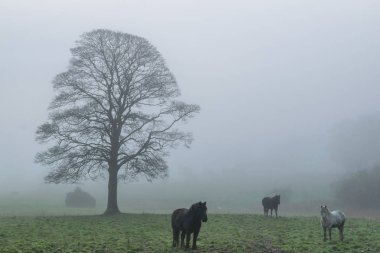 Üç atlar ayakta İrlanda ile sisli bir alanda bir arka plan bir çıplak ağaca