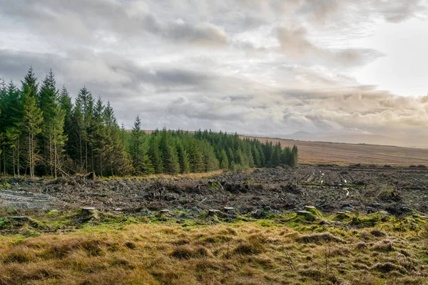 Dit Een Afbeelding Een Bos Van Pinetree Een Afgelegen Deel — Stockfoto