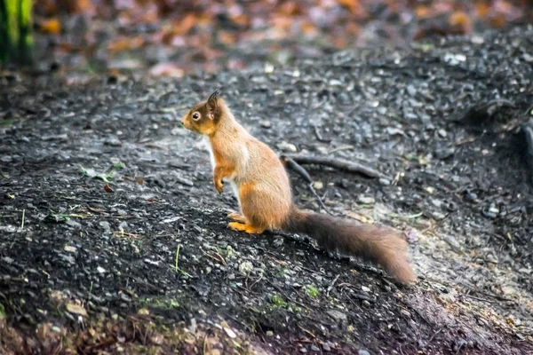 This is a picute of a rare red squirrel in a forest in Ireland