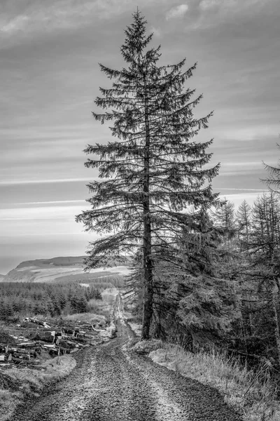 Dit Een Hoog Naaldboom Aan Zijkant Van Een Logboekregistratie Bergweg — Stockfoto