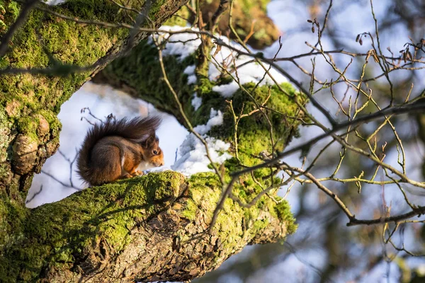This is a picture of a Red Squirrel sitting on the branch of a tree in an forest in Ireland. The picture was taken in the winter and there is snow on th branch