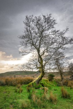 gün batımında yapraksız ağaç