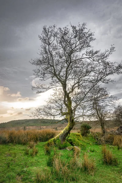 gün batımında yapraksız ağaç