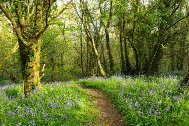 Blooming Bluebells ile Orman Yolu