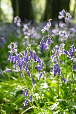 Bluebells in th sun clipart