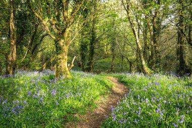 Bluebell Orman Yolu