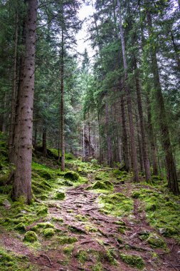 Çam ormanındaki Işık