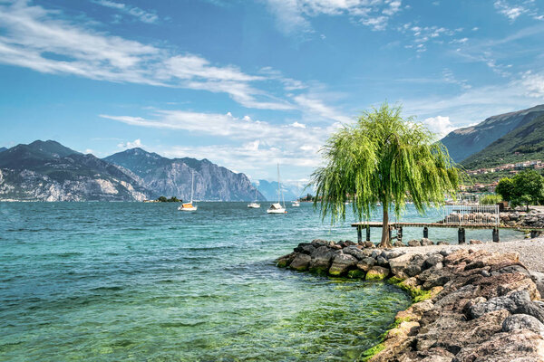A willow tree on the shores of Lake Garda in Italy