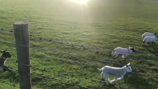 Footage Lambs Running Playing Field Ireland — Stock Video