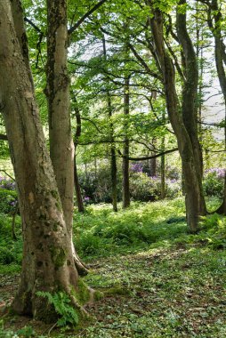 County Donegal İrlanda 'da orman manzarası