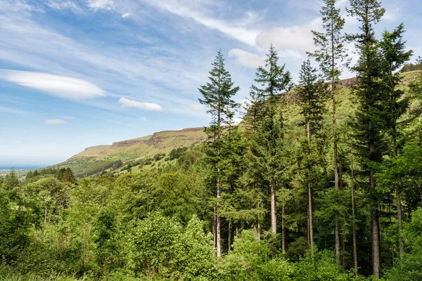 Kiefern Glenariff Forest Park Der Grafschaft Antrim Nordirland — Stockfoto