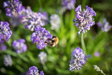 Bal arısı bir lavanta çiçeğinden nektar alıyor ve onu tozlaştırıyor.