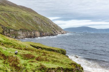 Achill Adası 'ndaki Keem Körfezi' ne bakan bir koyun otları yiyor.