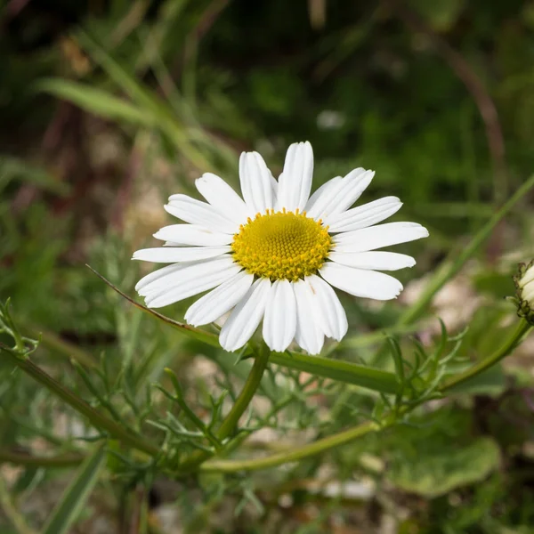 Fechar Uma Daisie Floração — Fotografia de Stock