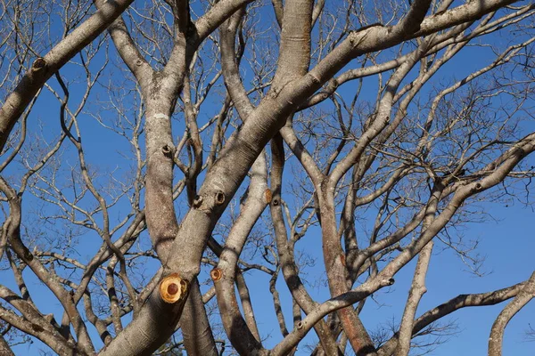Сухое Дерево Вида Copayba Dry Branches — стоковое фото
