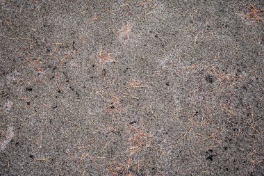 nehir kuma herdem yeşil bir ağaç iğneler