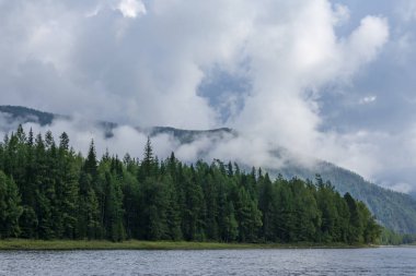 Oka Nehri yağmur sonra iğne yapraklı orman