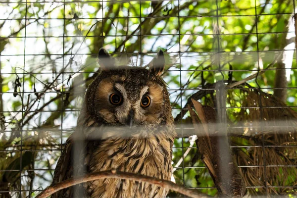 Kafeste oturan Sibirya baykuş
