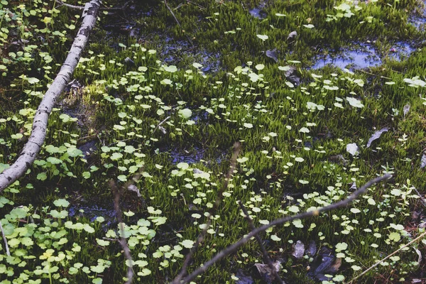 Vegetation Och Livet Träsket — Stockfoto