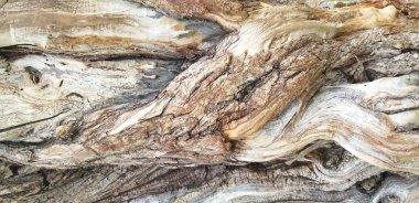 1000 yıllık yaşlı bir ağacın kabuğu.