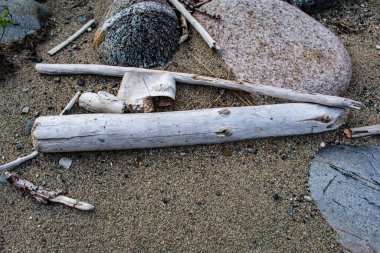 Taşların yakınındaki kumların üzerinde uzanan ağaçlar