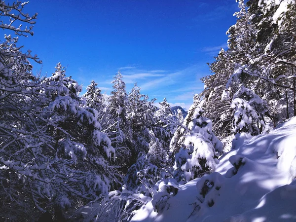 Floresta Inverno Closeup — Fotografia de Stock