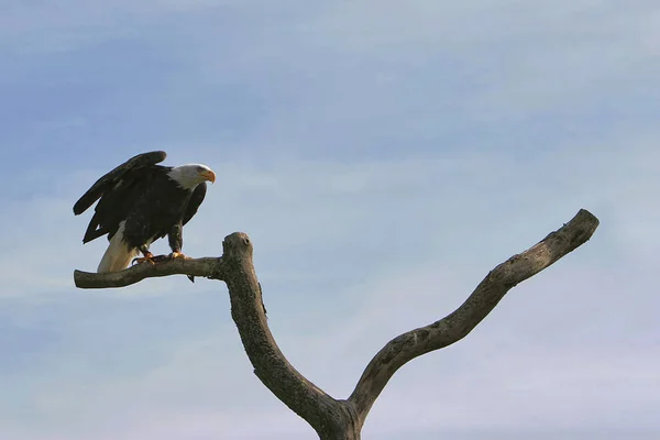 Águila Calva Haliaeetus Leucocephalus Árbol Muerto —  Fotos de Stock