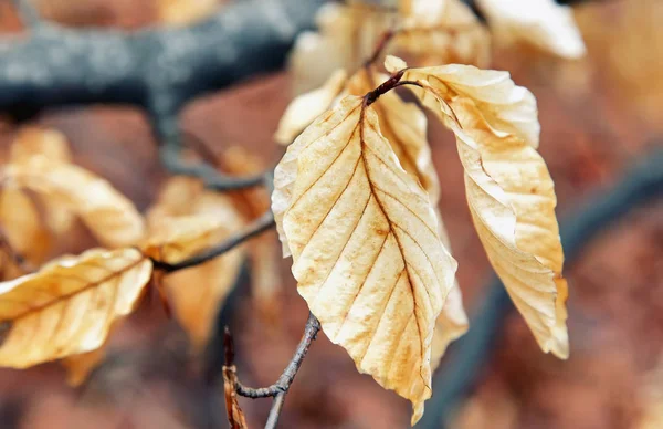 Hojas Otoño Primer Plano —  Fotos de Stock