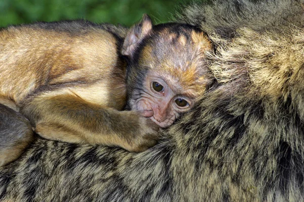 Scimmia Barbary Apes Femmina Con Cucciolo Sul Retro Barberia Macaca — Foto Stock