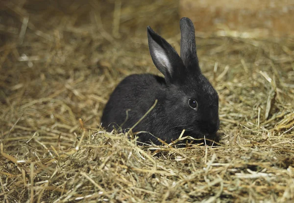 Közeli Kép Fekete Aranyos Nyúl Száraz — Stock Fotó