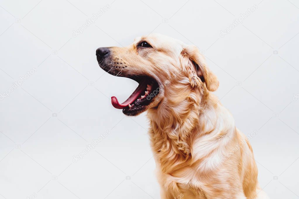 English Cocker Spaniel dog howling isolated on white background
