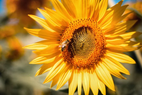 Соняшник Крупним Планом Фоні Розмивання Природи — стокове фото