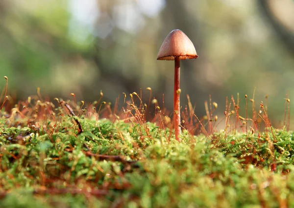 Varios Ejemplos Características Hongos Setas Otoño — Foto de Stock