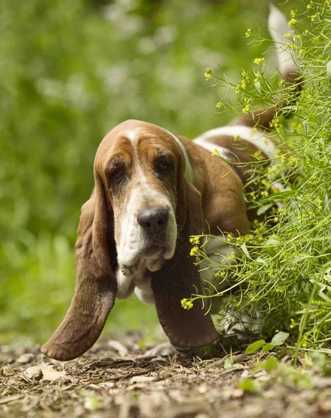 Basset Hound Dog Close — Stockfoto