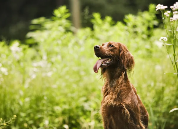 Vacker Brun Hund Den Naturliga Grön Bakgrunden — Stockfoto