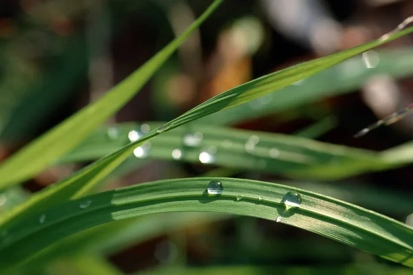 Fresh green grass with water drops, Closeup