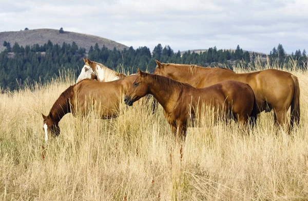 Atları Wildwest Oregon Usa — Stok fotoğraf