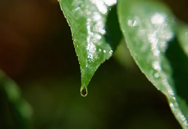 Raindrops Green Leaf — Stock Photo, Image