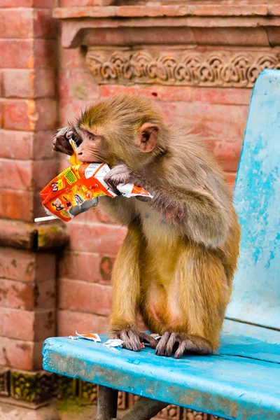 Kathmandu Nepal Julho 2018 Macaco Brincalhão Templo Macaco Complexo Swayambhunath — Fotografia de Stock