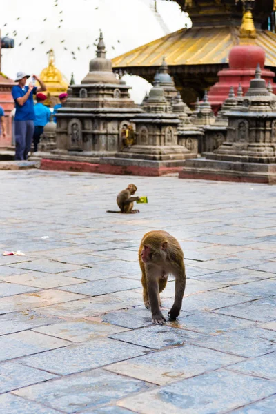 Kathmandu, Nepal - July 15, 2018 : View over architectural details and monkeys at Monkey temple Swayambhunath Stupa complex, a UNESCO heritage site and an important place of worship for Buddhists