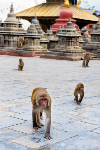 Kathmandu Nepal Luglio 2018 Veduta Dettagli Architettonici Scimmie Tempio Delle — Foto Stock