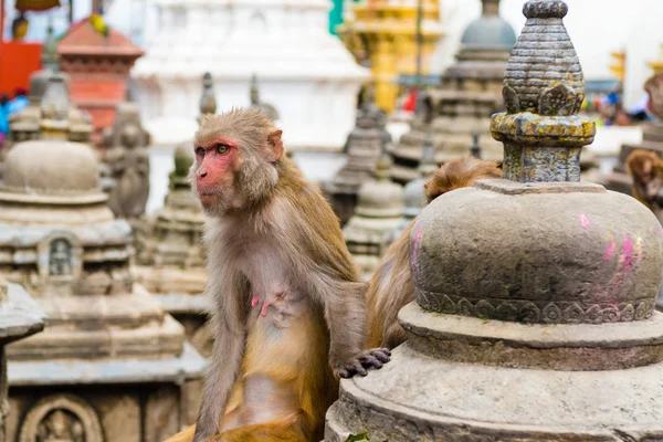 加德满都 尼泊尔 2018年7月15日 关于建筑细节和猴子寺庙 Swayambhunath 宝塔建筑群 一个教科文组织的遗产遗址和佛教徒崇拜的重要场所的看法 — 图库照片