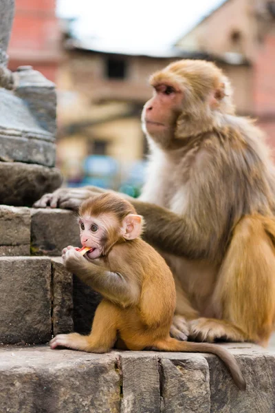 Vista Sobre Los Detalles Arquitectónicos Los Monos Complejo Monkey Temple — Foto de Stock